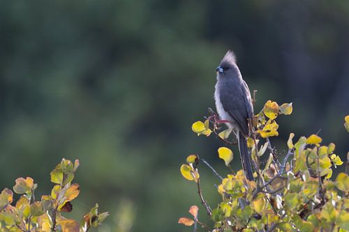Mousebird Guard - Colourful Contrast