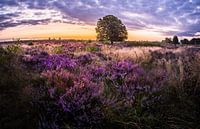paarse Heide in Ede