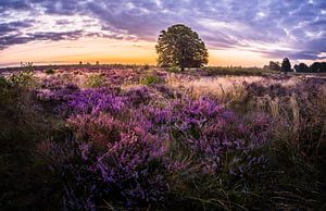 purple world by Jeroen Mondria