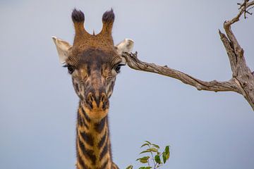 Giraffe krabt aan zijn oor van Peter Michel