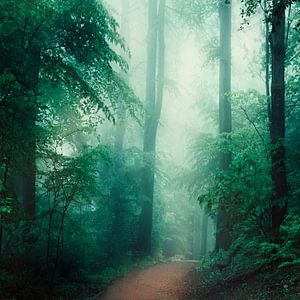 Chuchotements de la forêt - Brouillard matinal dans une forêt de feuillus