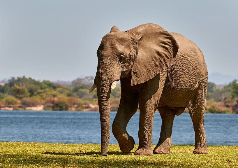 Afrikaanse olifant naast de Zambezi rivier van Jolene van den Berg