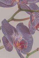 Closeup of a Phalaenopsis Orchid