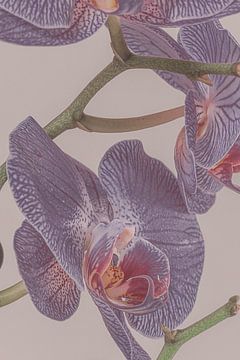 Closeup van een Phalaenopsis Orchidee van Jan Eijk