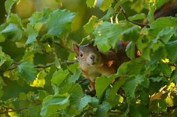 Nieuwsgierige eekhoorn 