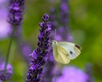 Macro d'un papillon de la piéride du chou sur une fleur de lavande sur ManfredFotos