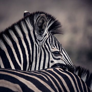 Zebra in Afrika van Omega Fotografie