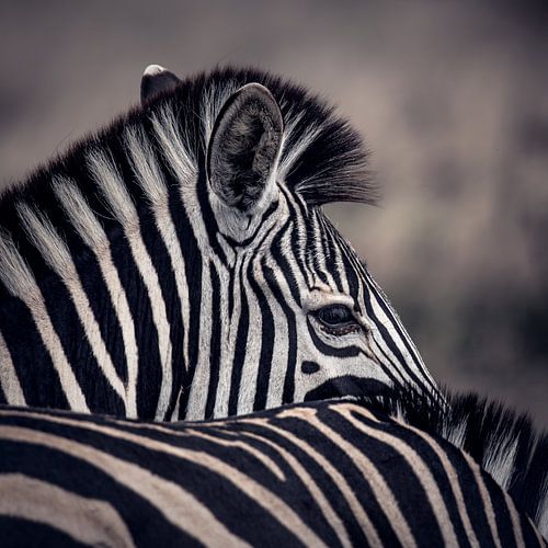 Zebra in Afrika