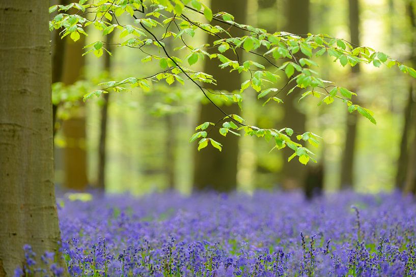 Arbre de hêtre au printemps dans une forêt de Bluebell. par Sjoerd van der Wal Photographie