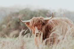 Schottische Highlander in den niederländischen Dünen