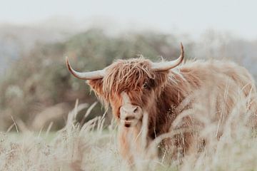 Schotse Hooglanders in de Nederlandse Duinen van Anne Zwagers