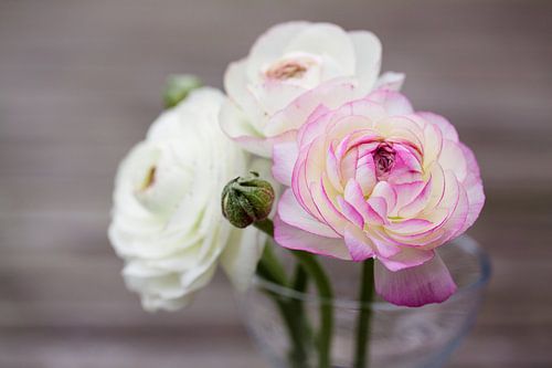 Ranunculus