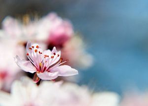 blossom von Alex Hiemstra