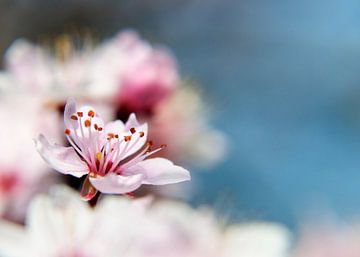 blossom sur Alex Hiemstra