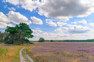 Blühende Heidekrautpflanzen in der Heidelandschaft im Sommer