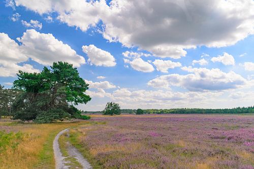 Bloeiende heideplanten in heidelandschap tijdens de zomer