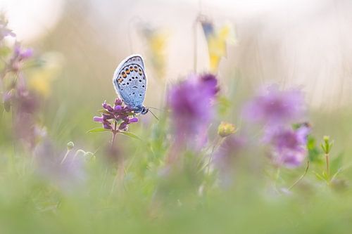 heidebaluwtje in de ochtend