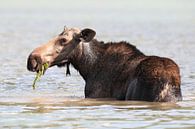 Moose cow eating water plants in Lake Glacier National Park in Montana, USA by Frank Fichtmüller thumbnail