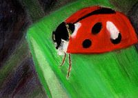 Coccinelle