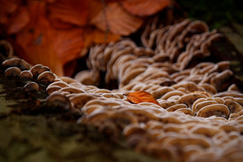 herfstblad