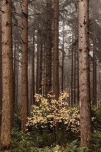 Une belle journée d'automne