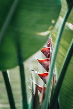 Wild colourful red plant in Bali, Indonesia by Troy Wegman