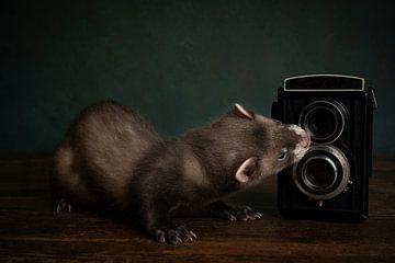Stilleben eines Frettchens mit einer alten Kamera vor grünem Hintergrund von Leoniek van der Vliet