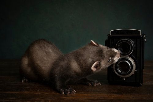 Stilleven van een fret pup met een oude camera tegen een groene achtergrond