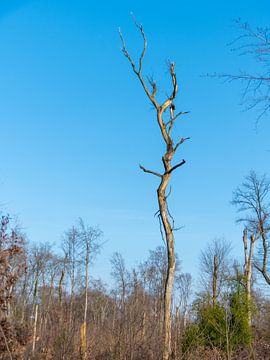 Sporen van droogte van Martin Haunhorst