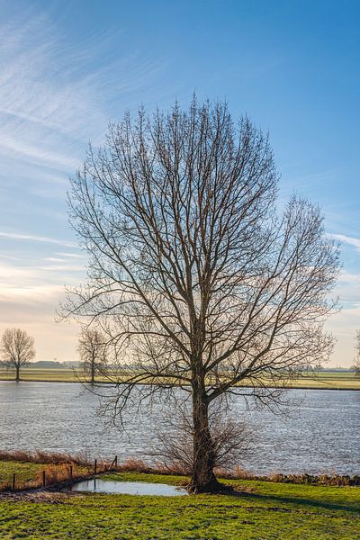 Bare tree at the edge of a river by Ruud Morijn
