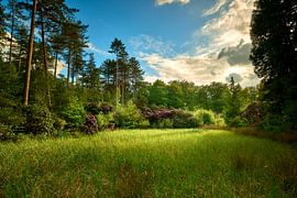 Forest landscape with evening light