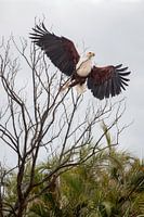 Afrikanischer Seeadler