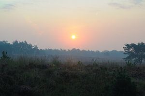 Lever de soleil sur la Heide des Asselse