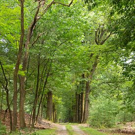 Chemin forestier en perspective. sur AdWF