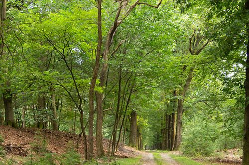 Bospad in perspectief.