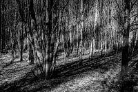 The inner forest