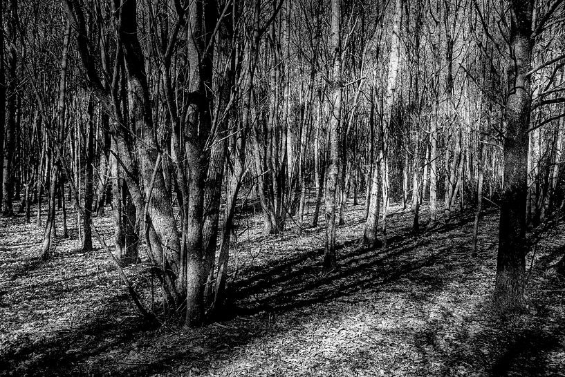 The inner forest by Cecile Quenum