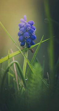 The Grape hyacinth in beautiful sunlight by Robby's fotografie