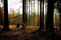 Rayons de soleil dans une clairière