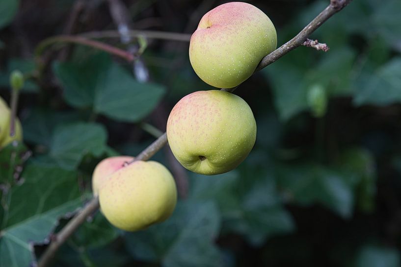Une pomme pour une soif par Jolanda de Jong-Jansen