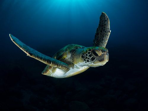 Green sea turtle on a dive