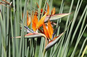 Fleur d'oiseau de paradis