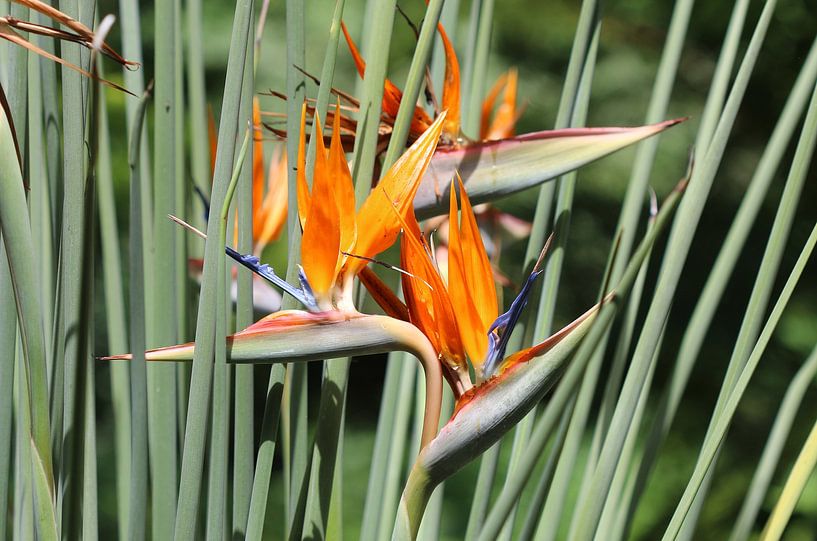 Paradiesvogelblume von Matthias Brix