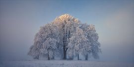 Baumsymmetrie im Winternebel von Judith Kuhn
