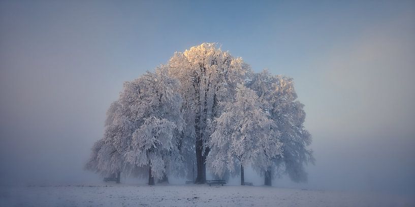 Boomsymmetrie in de winterse mist van Judith Kuhn