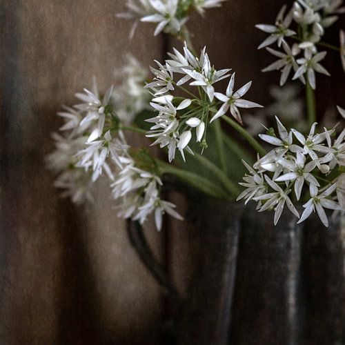 Daslookbloemen in antieke kan