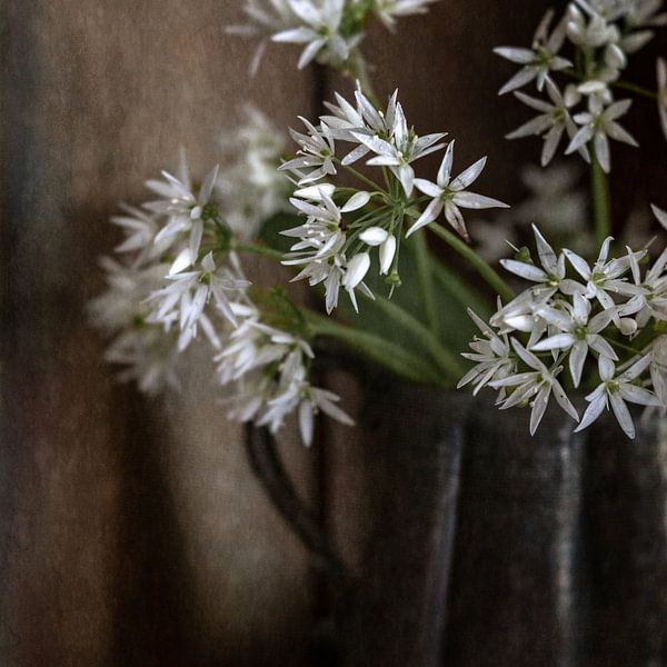 Fleurs Daslook dans une cruche antique par Saskia Schepers