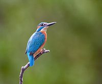 Eisvogel