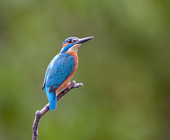 Ijsvogel