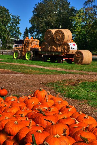 Pompoenseizoen van Edgar Schermaul
